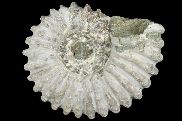 Bumpy Ammonite (Douvilleiceras) Fossil - Madagascar #103055